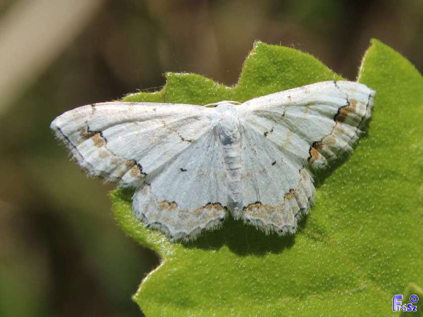 Scopula ornata - díszes fehéraraszoló