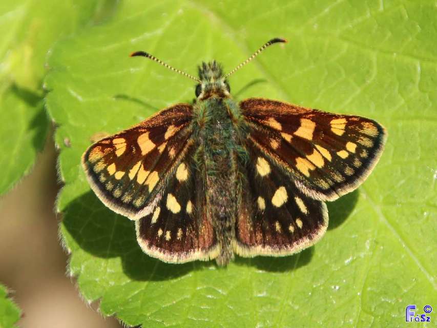 Carterocephalus palaemon - kockás busalepke
