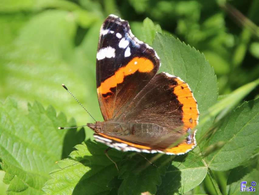 Vanessa atalanta - atalantalepke