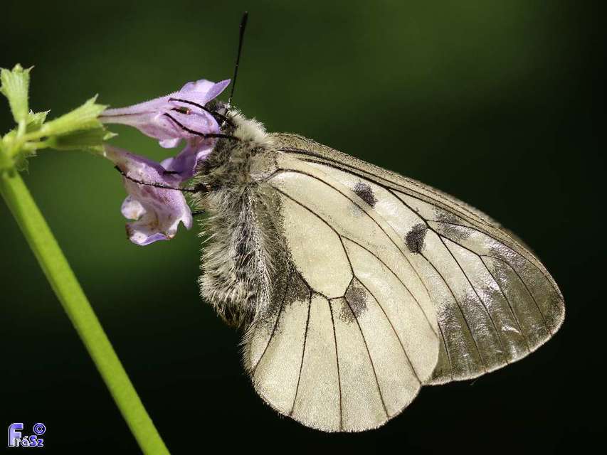 Parnassius mnemosyne - kis apollólepke