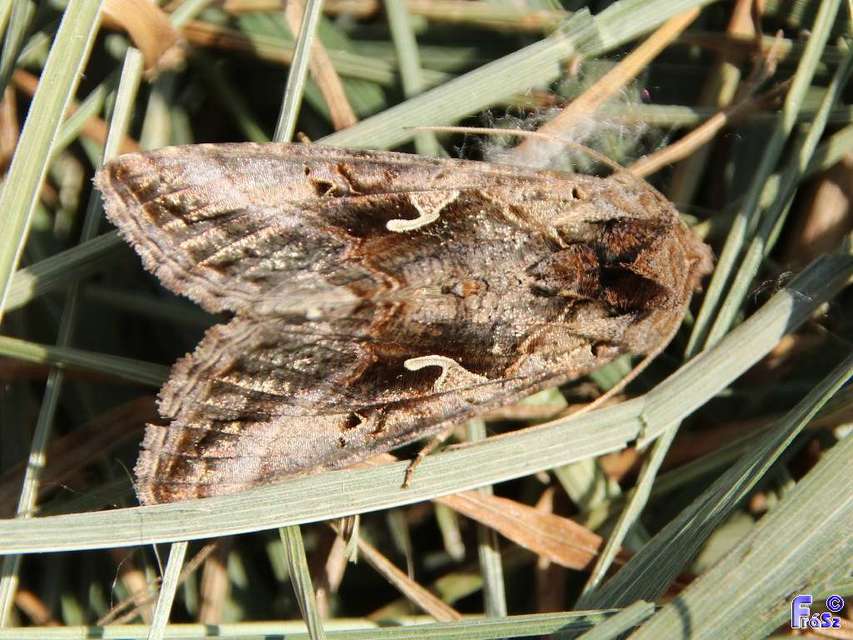 Autographa gamma - gammalepke