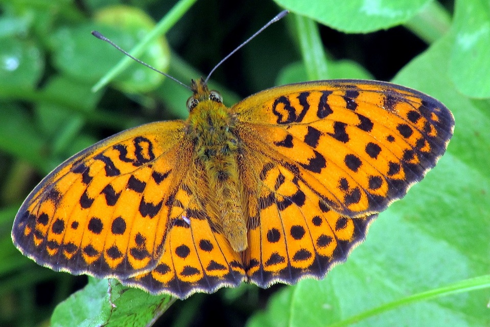 Brenthis daphne - málna-gyöngyházlepke Brenthis daphne - málna-gyöngyházlepke