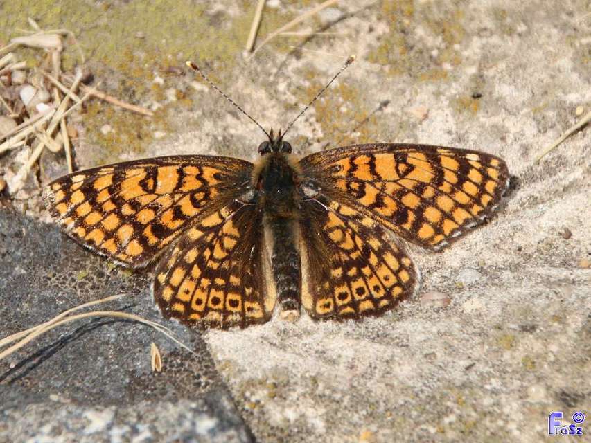 Melitaea cinxia - réti tarkalepke