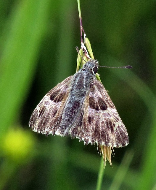 Carcharodus floccifera - pemetefű-busalepke