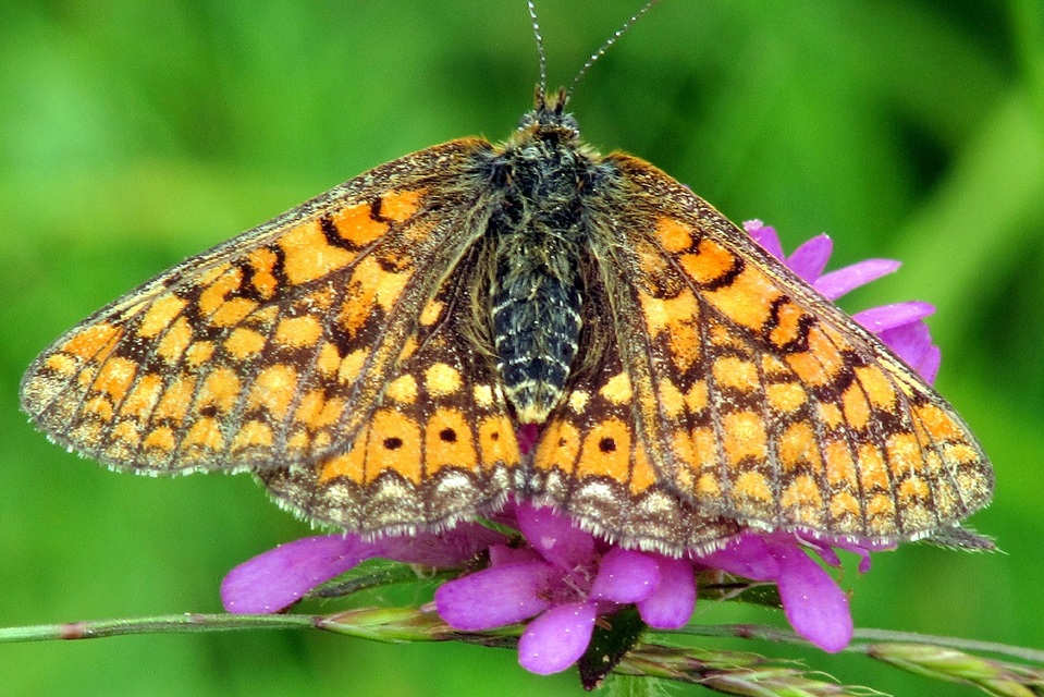 Euphydryas aurinia - lápi tarkalepke