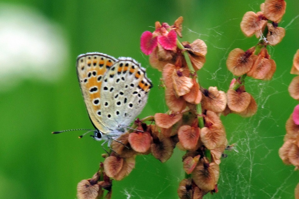 Lycaena tityrus - barna tűzlepke