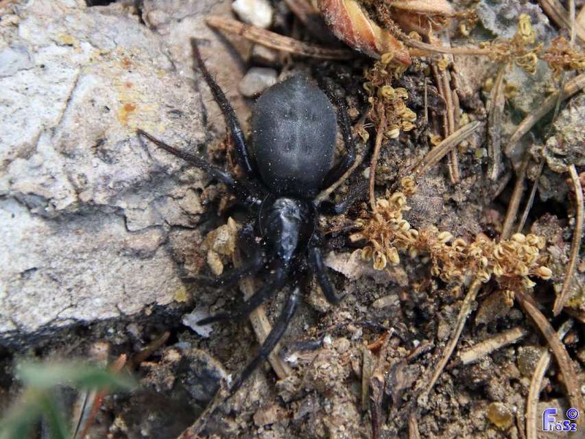Zelotes