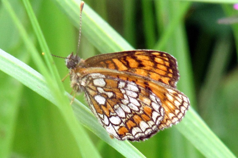 Melitaea athalia - közönséges tarkalepke