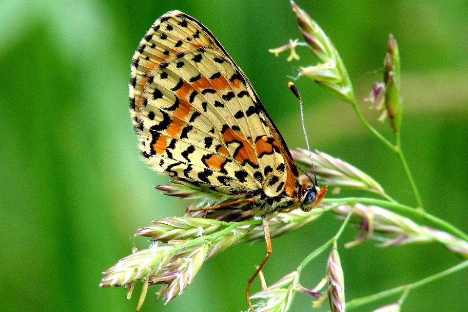 Melitaea didyma - tüzes tarkalepke