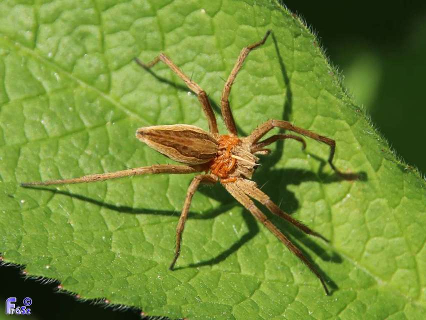 Pisaura mirabilis - csodáspók