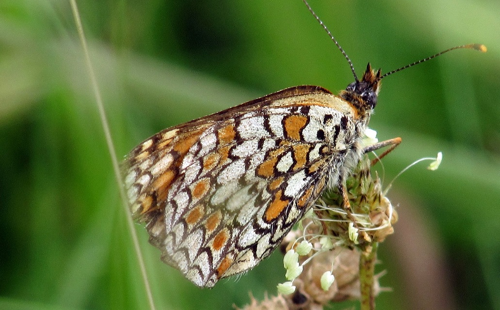 Melitaea phoebe - nagy tarkalepke