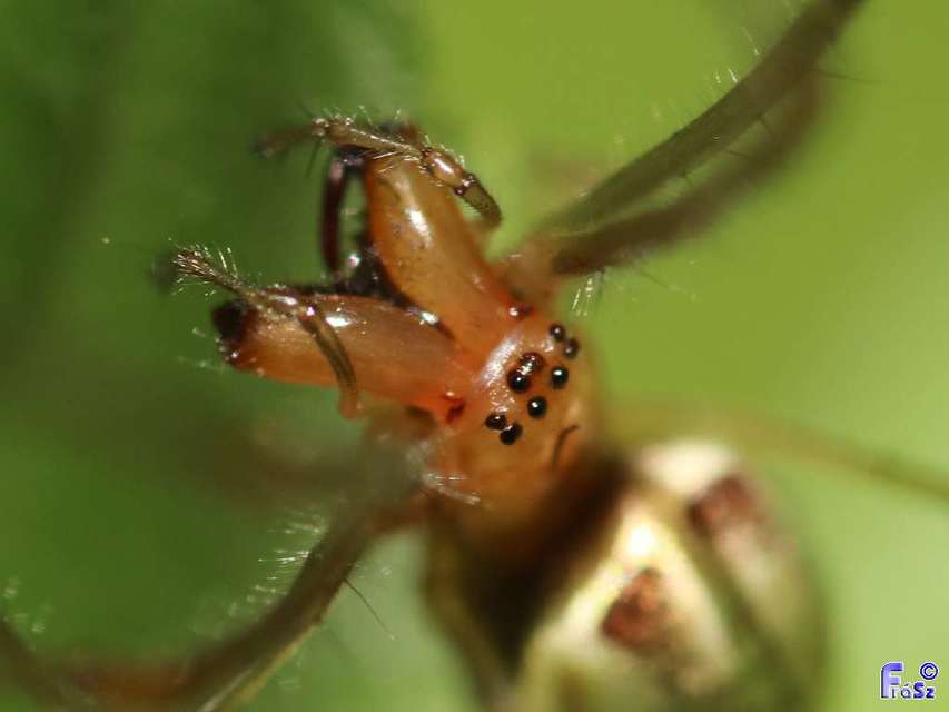 Tetragnatha