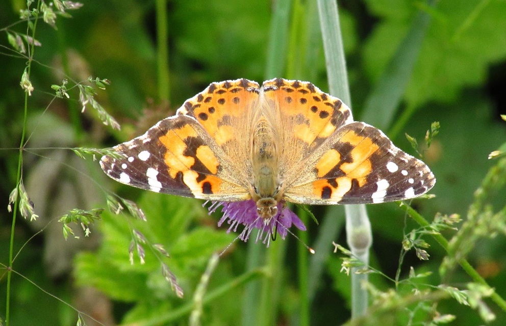 Vanessa cardui - bogáncslepke