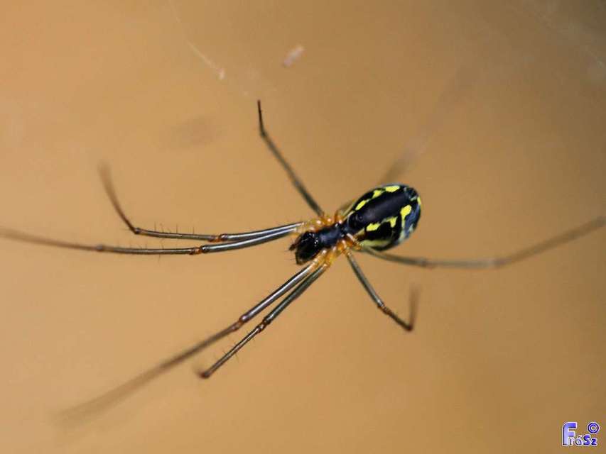 Linyphiidae - vitorláspókok