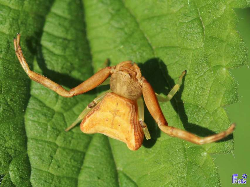 Pistius truncatus - csonka karolópók