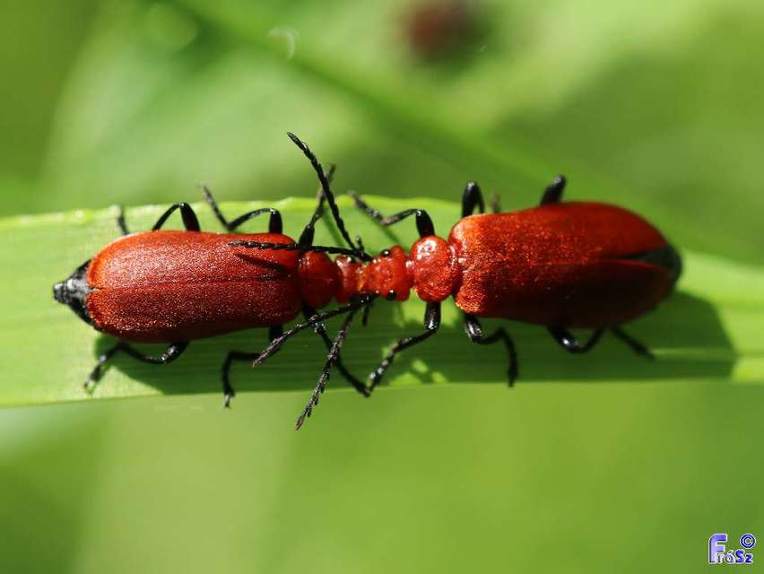Pyrochroa serraticornis - közép-bíborbogár