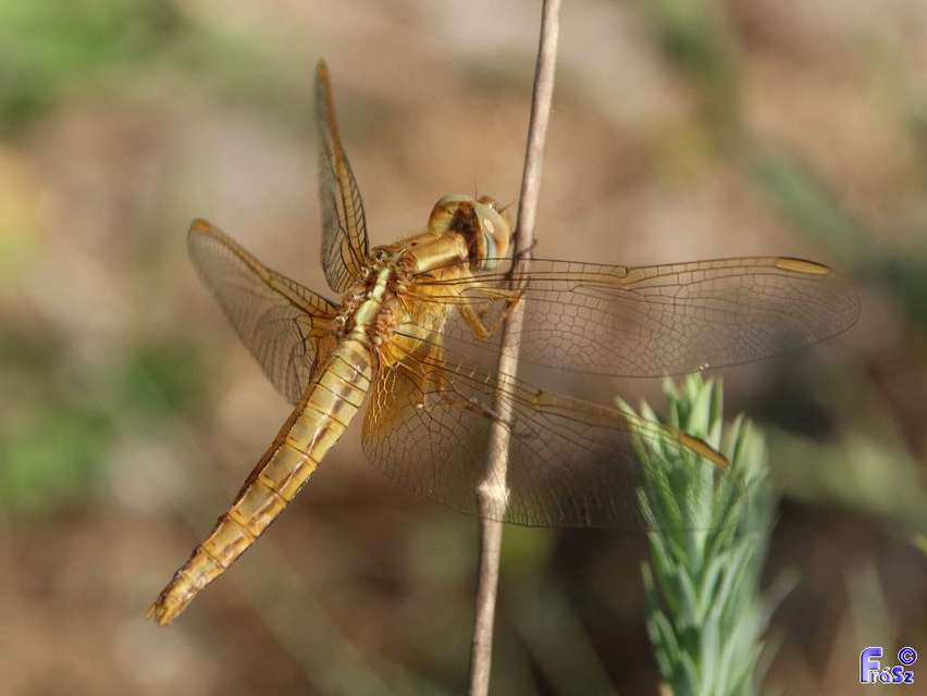 Crocothemis erythraea - skarlát szitakötő