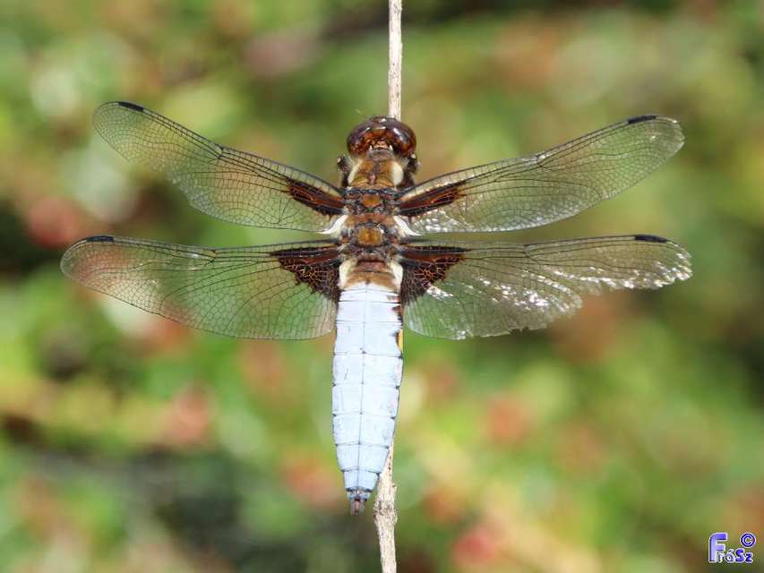Libellula depressa - széles laposacsa