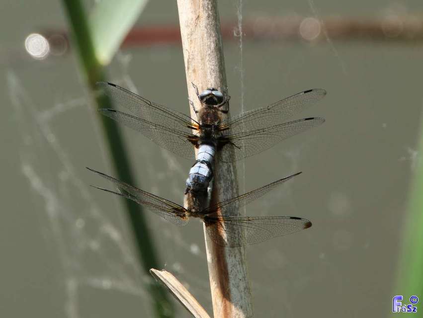 Libellula fulva - kisfoltos laposacsa