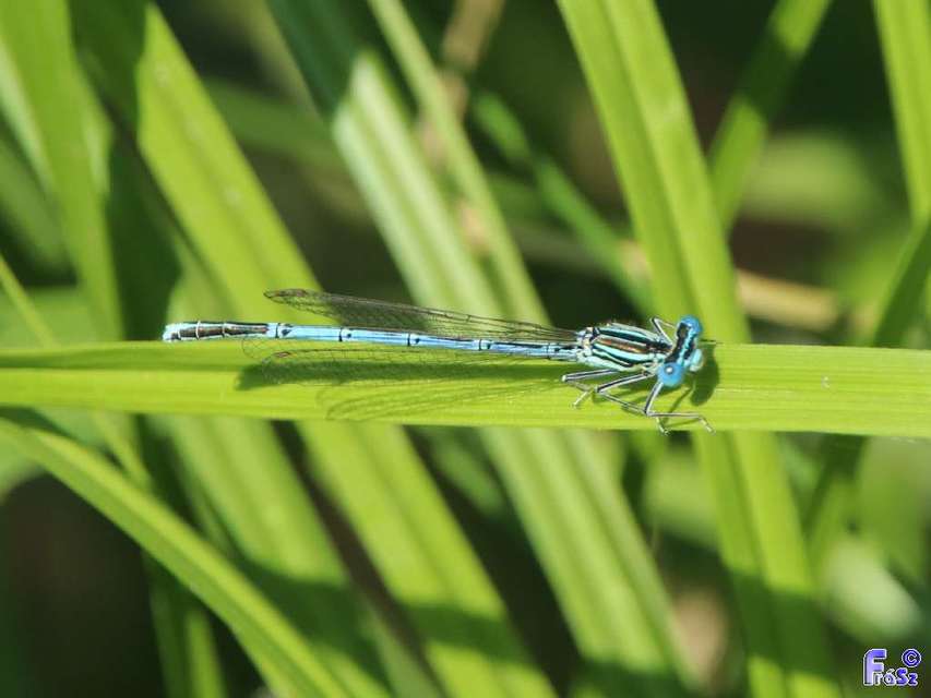 Platycnemis pennipes - széleslábú szitakötő