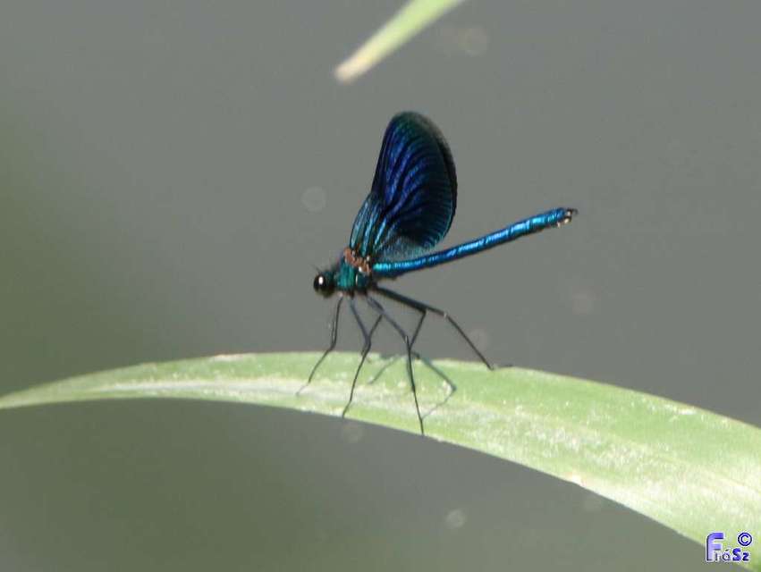 Calopteryx splendens - sávos szitakötő