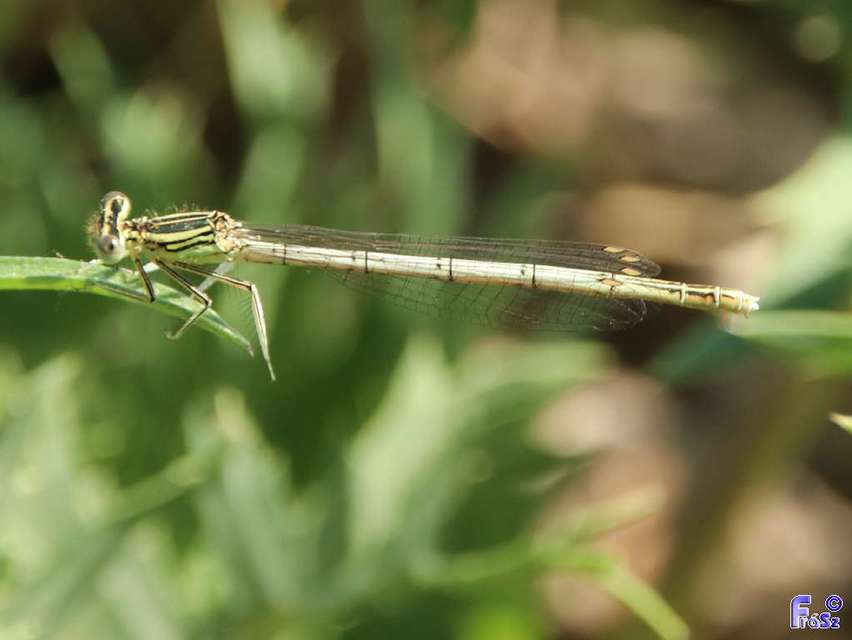 Platycnemis pennipes - széleslábú szitakötő
