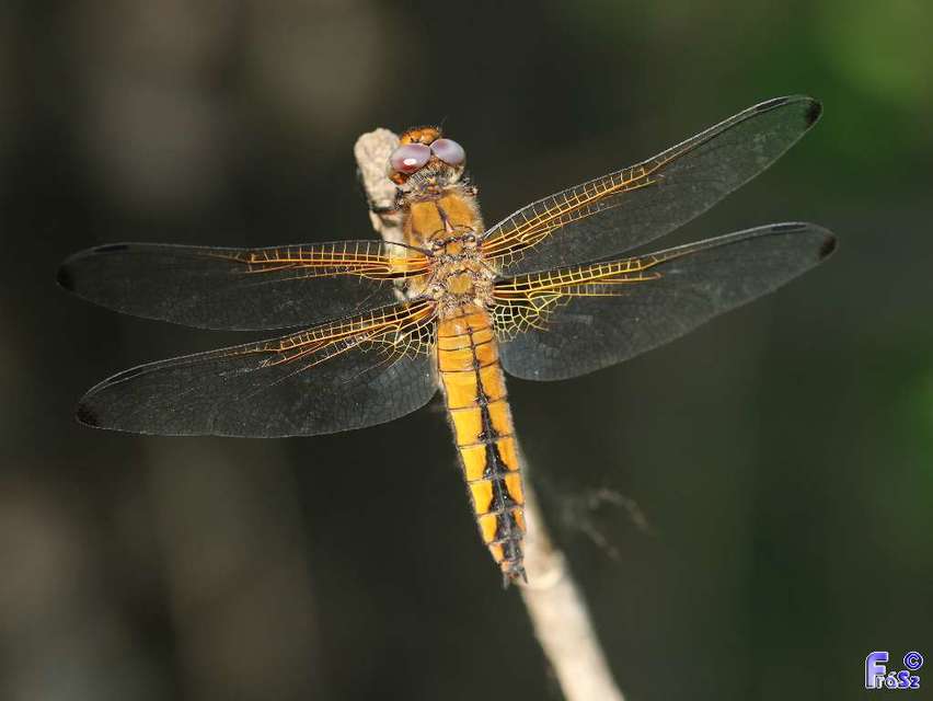 Libellula fulva - kisfoltos laposacsa