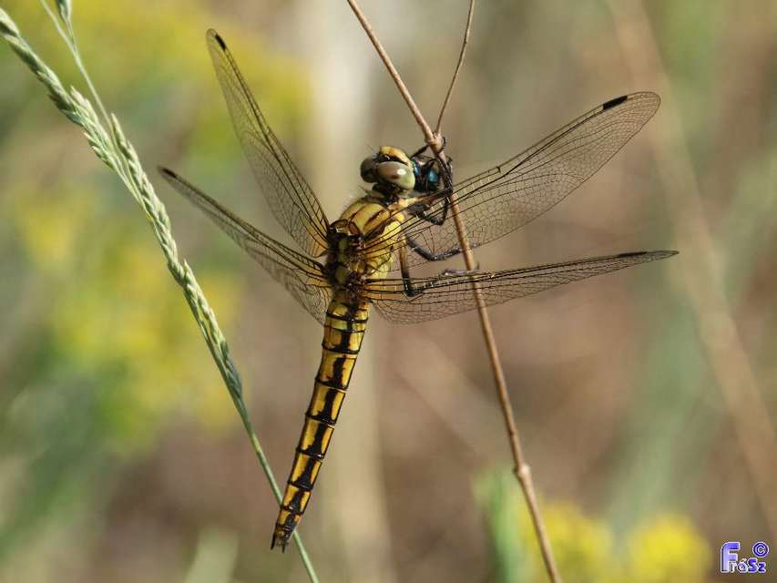 Orthetrum cancellatum - feketefarkú pásztorszitakötő