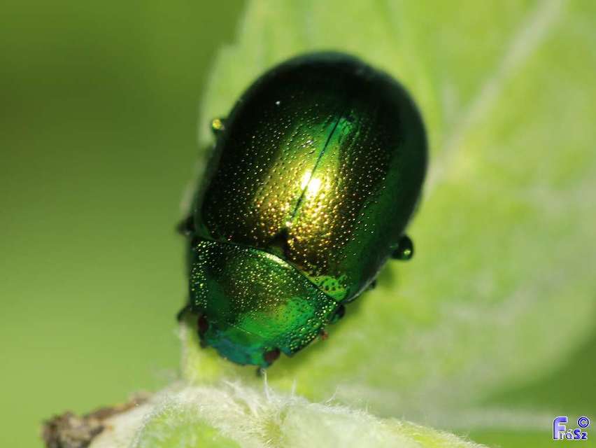 Chrysolina herbacea - zöld mentalevelész