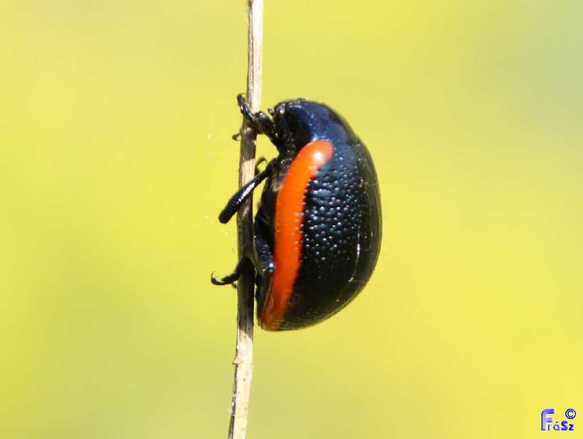 Chrysolina rossia - trapézhátú szegélyeslevelész