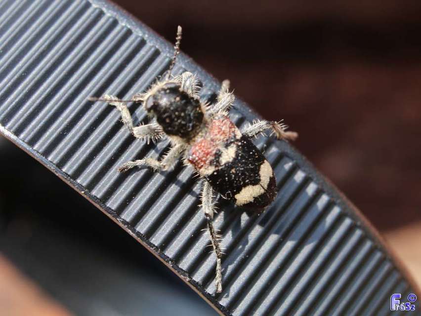 Clerus mutillarius - feketenyakú szúfarkas
