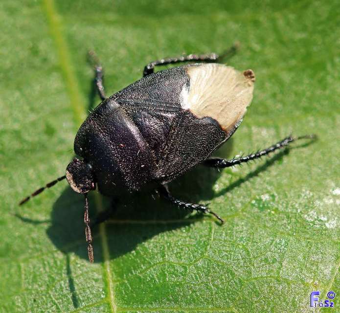 Cydnus aterrimus - nagy földipoloska