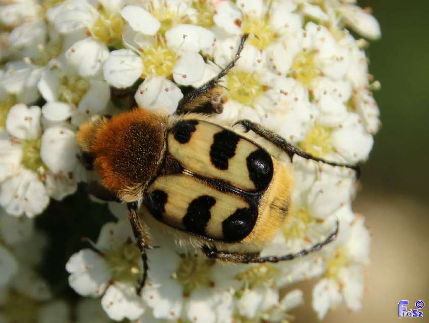 Trichius sexualis - keleti prémesbogár