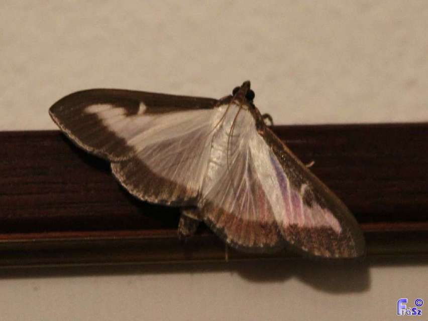 Cydalima perspectalis - puszpáng-tűzmoly