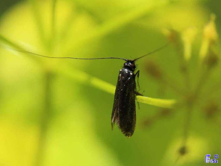 Adelidae - hosszúcsápú-tőrösmolyfélék