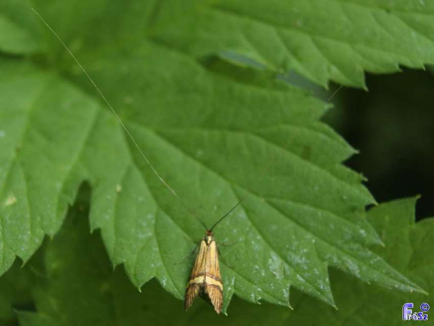 Nemophora degeerella - pompás tőrösmoly