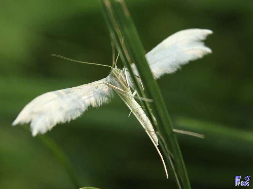 Pterophorus pentadactyla - fehér tollasmoly