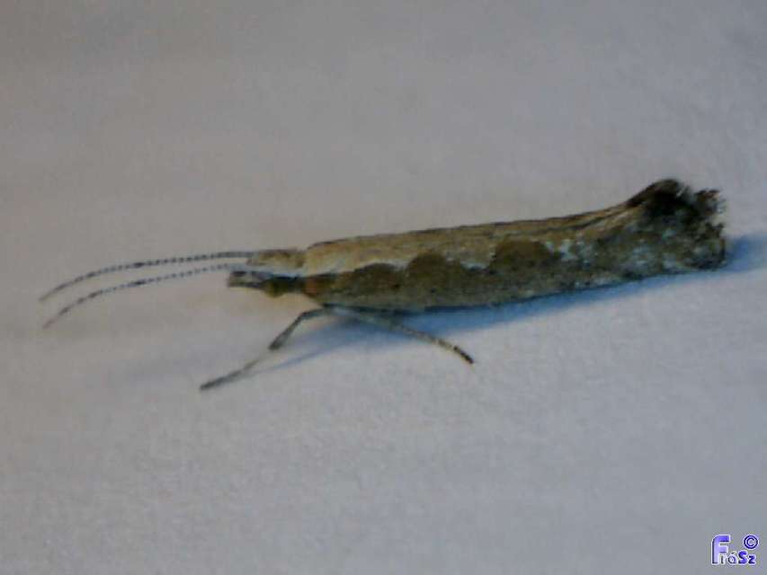 Plutella xylostella - káposztamoly