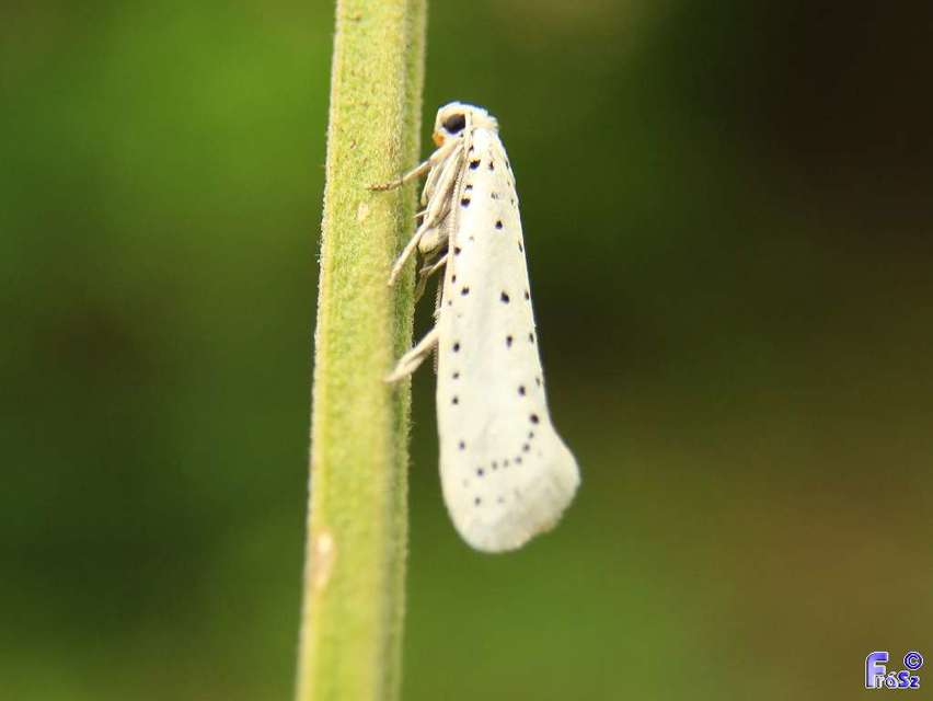 Yponomeuta