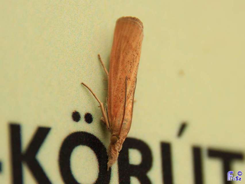Pediasia luteella - agyagsárga fűgyökérmoly
