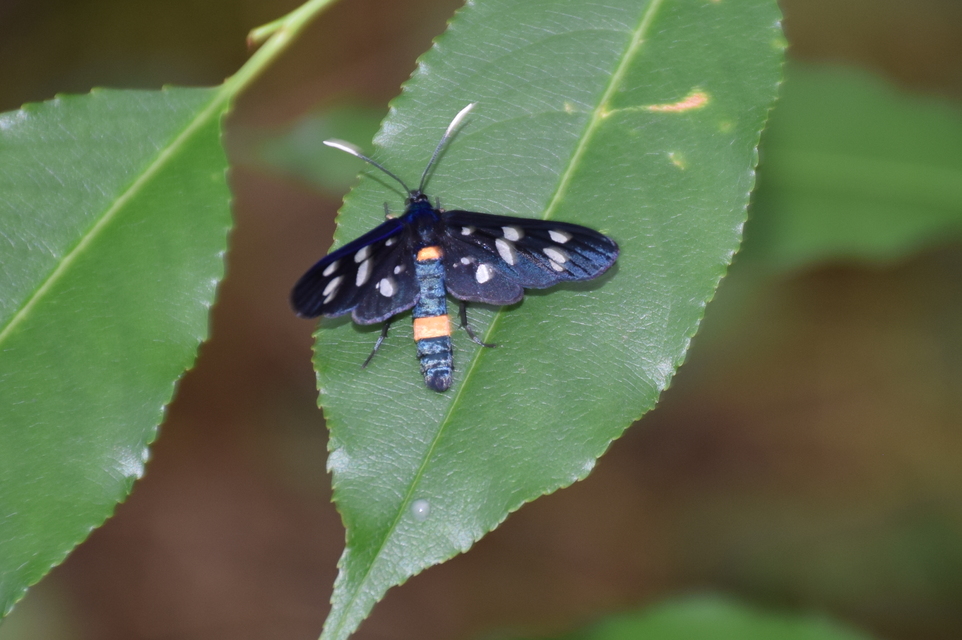 Amata phegea - fehérpettyes álcsüngőlepke