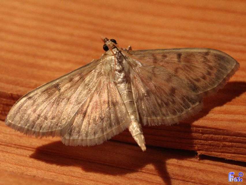 Patania ruralis - csalánevő tűzmoly