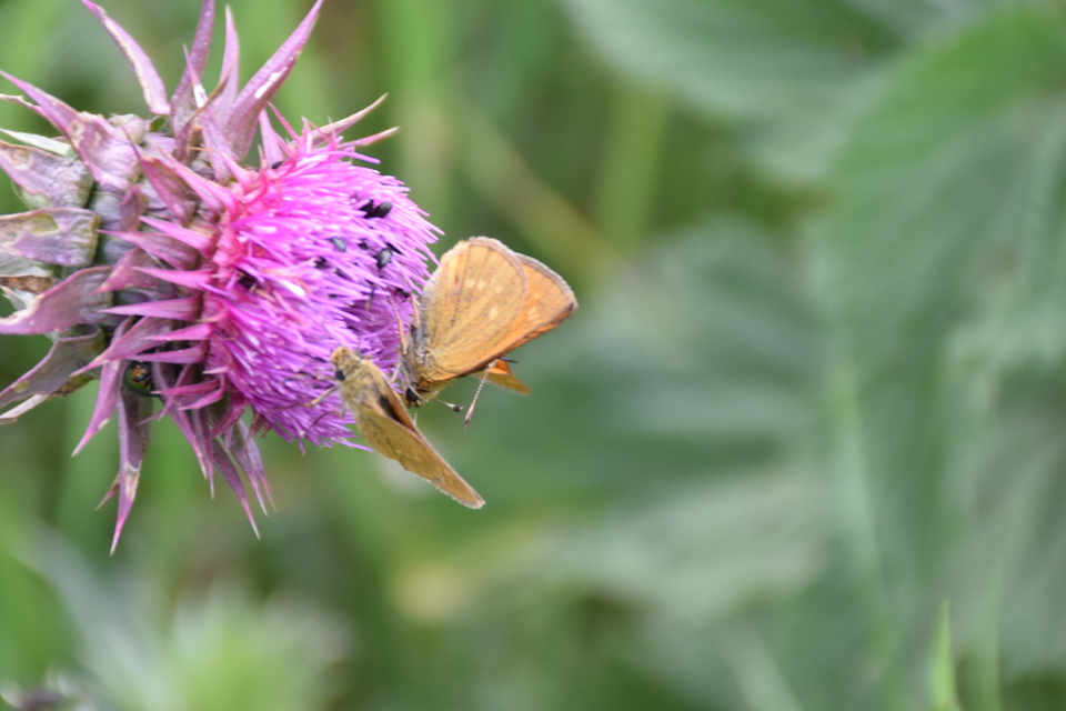 Ochlodes sylvanus - erdei busalepke