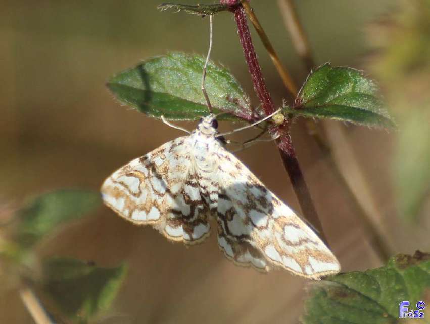 Elophila nymphaeata - tarka vízimoly