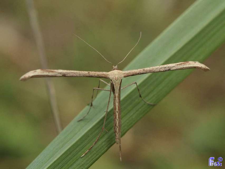 Emmelina monodactyla/argoteles