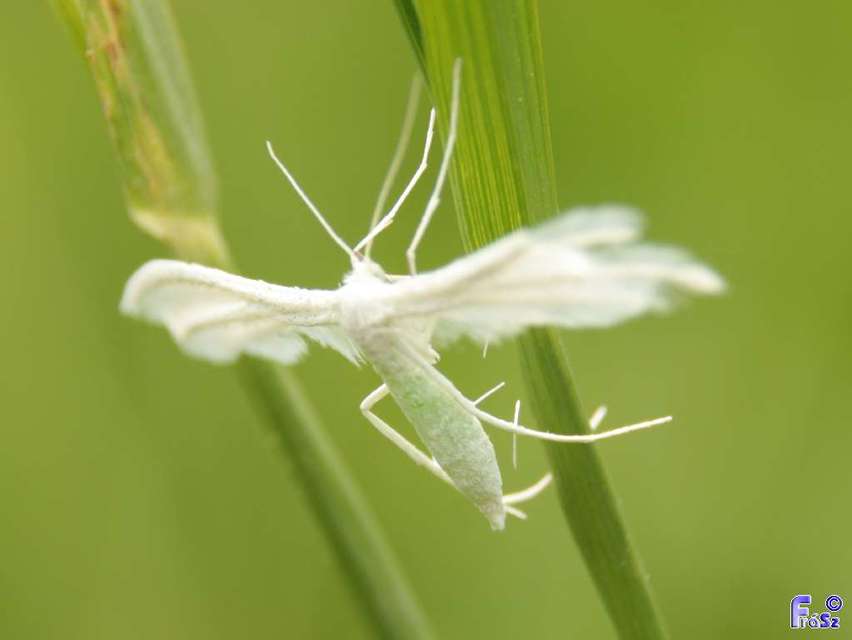 Pterophorus pentadactyla - fehér tollasmoly