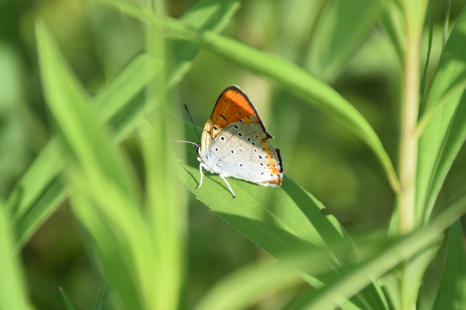 Lycaena dispar rutilus - nagy tűzlepke