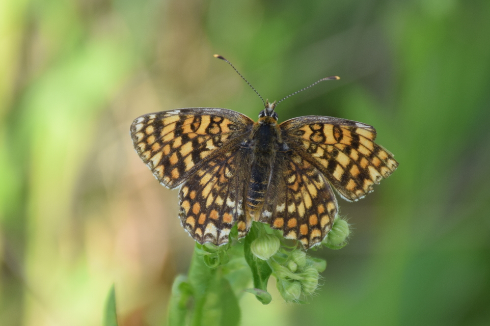 Melitaea phoebe - nagy tarkalepke