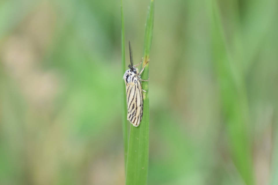 Spiris striata - csíkos molyszövő