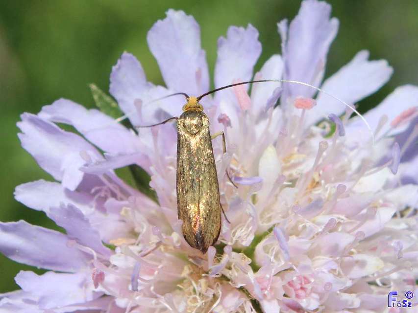 Adelidae - hosszúcsápú-tőrösmolyfélék